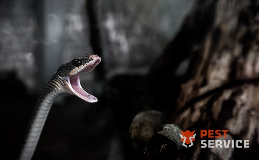 Борьба со змеями