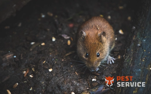 Дератизация в Караганде